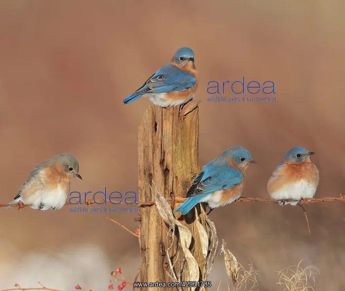 : Eastern Bluebird - perched on barbed wire fencing : Eastern Bluebird - perched on barbed wire fencing