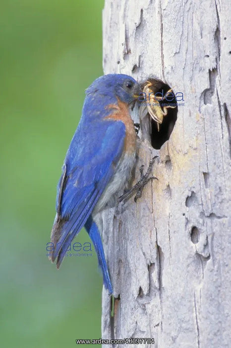 : Eastern Bluebird (Sialia sialis) : Eastern Bluebird (Sialia sialis)