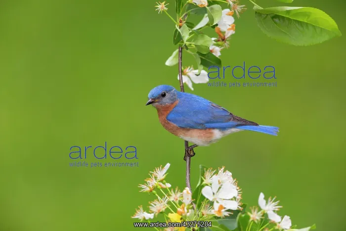  : Eastern Bluebird, Sialia sialis. Hunting ground insects from