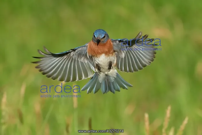 : Eastern Bluebird, Sialia sialis. Eastern Bluebirds live in : Eastern Bluebird, Sialia sialis. Eastern Bluebirds live in