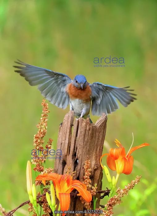 : Eastern Bluebird, Sialia sialis. Eastern Bluebirds live in : Eastern Bluebird, Sialia sialis. Eastern Bluebirds live in