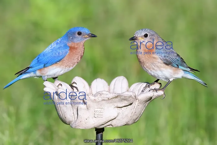 : Eastern Bluebird, Sialia sialis. Eastern Bluebirds live in : Eastern Bluebird, Sialia sialis. Eastern Bluebirds live in