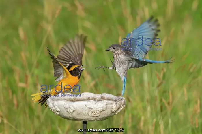 : Eastern Bluebird, Sialia sialis. Eastern Bluebirds live in : Eastern Bluebird, Sialia sialis. Eastern Bluebirds live in