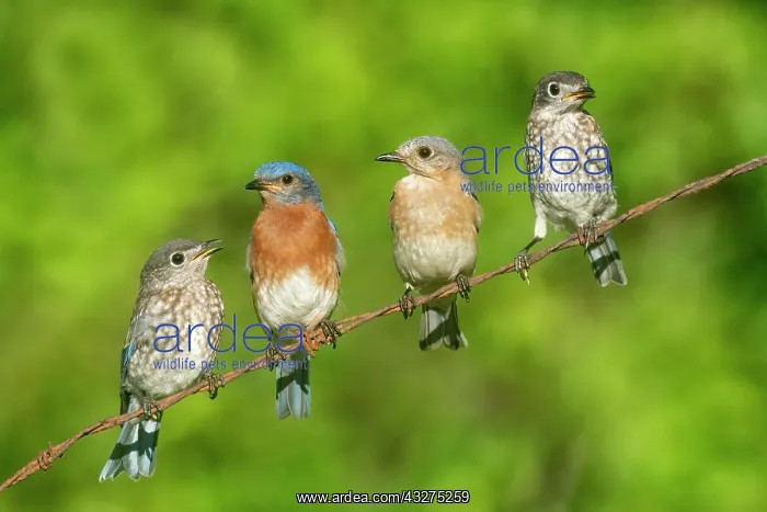 : Eastern Bluebird, Sialia sialis. Eastern Bluebirds live in : Eastern Bluebird, Sialia sialis. Eastern Bluebirds live in
