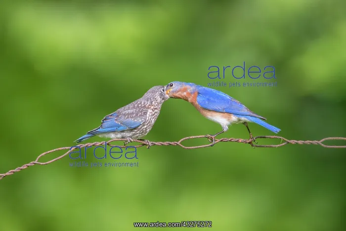 : Eastern Bluebird, Sialia sialis. Adult male feeding meal wo : Eastern Bluebird, Sialia sialis. Adult male feeding meal wo