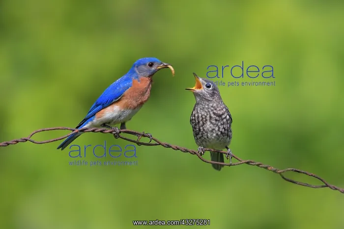 : Eastern Bluebird, Sialia sialis. Adult male feeding meal wo : Eastern Bluebird, Sialia sialis. Adult male feeding meal wo