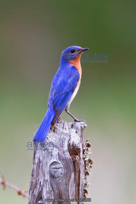 : Eastern Bluebird (Sialia sialis) adult male : Eastern Bluebird (Sialia sialis) adult male