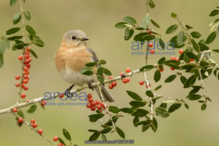 : Eastern Bluebird (Sialia sialis) female, Texas : Eastern Bluebird (Sialia sialis) female, Texas