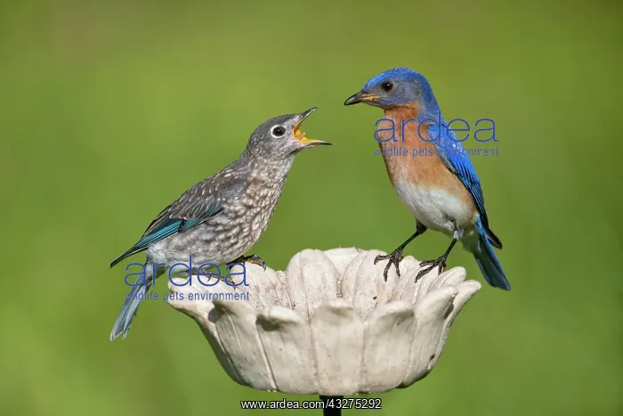 : Eastern Bluebird, Sialia sialis. Fledgling being fed by adu : Eastern Bluebird, Sialia sialis. Fledgling being fed by adu