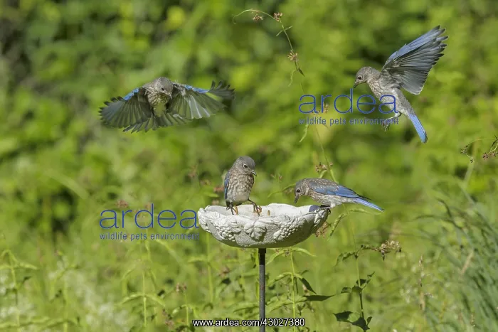 : Eastern Bluebird - Sialia sialis - Immature, birds : Eastern Bluebird - Sialia sialis - Immature, birds