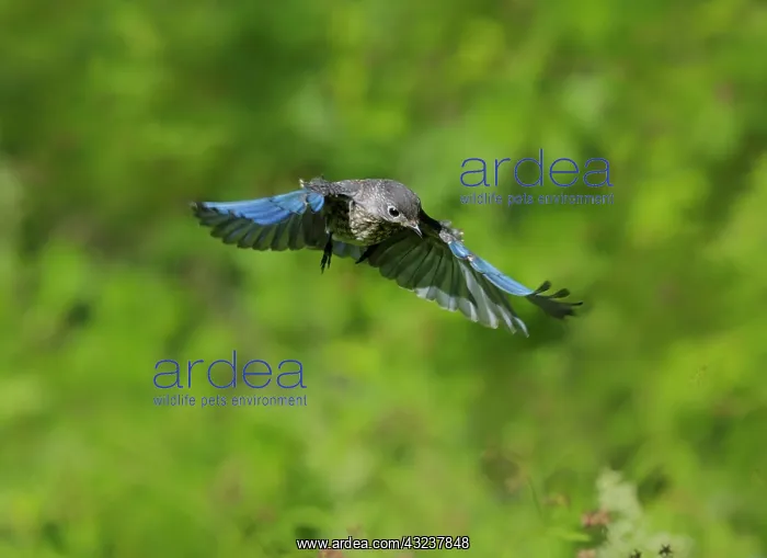 : Eastern Bluebird Sialia sialis Immature birds or fledg : Eastern Bluebird Sialia sialis Immature birds or fledg