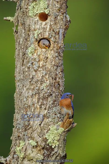: Eastern Bluebird Sialia sialis Nesting in a natural ca : Eastern Bluebird Sialia sialis Nesting in a natural ca