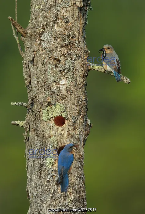 : Eastern Bluebird Sialia sialis Nesting in a natural ca : Eastern Bluebird Sialia sialis Nesting in a natural ca