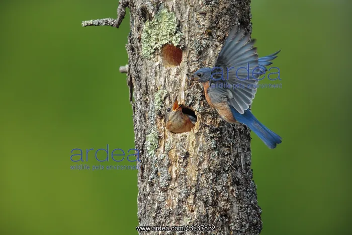 : Eastern Bluebird Sialia sialis Nesting in a natural ca : Eastern Bluebird Sialia sialis Nesting in a natural ca
