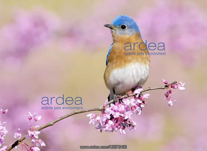 : Eastern Bluebird (Sialia sialis), Texas, USA : Eastern Bluebird (Sialia sialis), Texas, USA