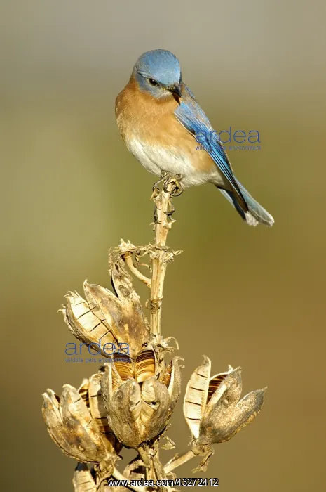 : Eastern Bluebird (Sialia sialis), Texas, USA : Eastern Bluebird (Sialia sialis), Texas, USA