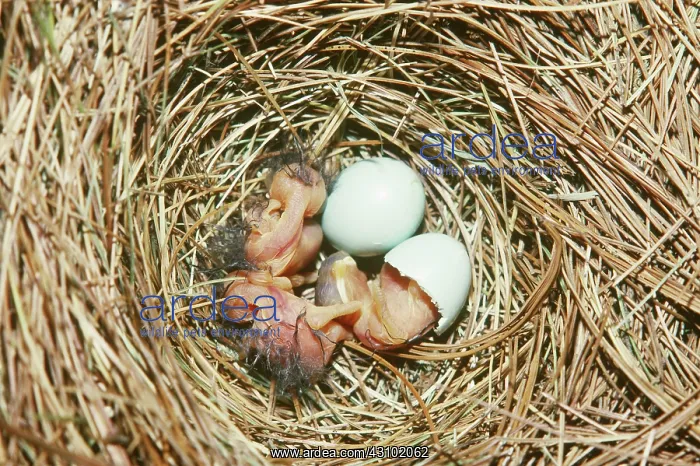 : Eastern Bluebirds hatching in nest : Eastern Bluebirds hatching in nest