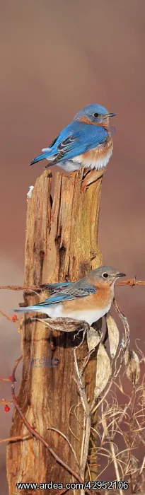 : Eastern Bluebirds - in winter : Eastern Bluebirds - in winter