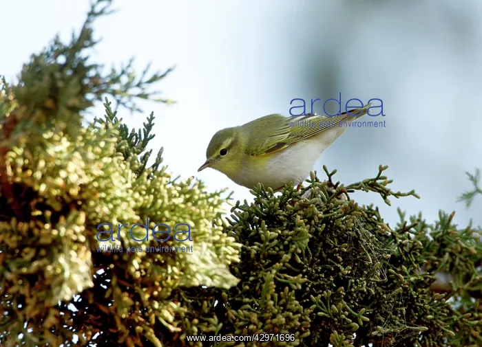 : Eastern Bonelli's Warbler - April : Eastern Bonelli's Warbler - April