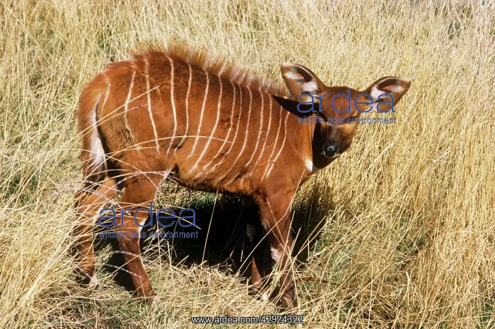 : Eastern Bongo Antelope - calf : Eastern Bongo Antelope - calf