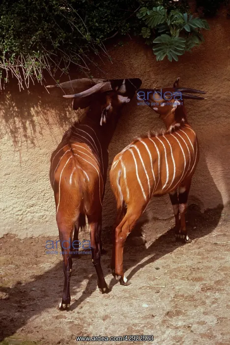 : Eastern Bongo Antelope - male & female : Eastern Bongo Antelope - male & female