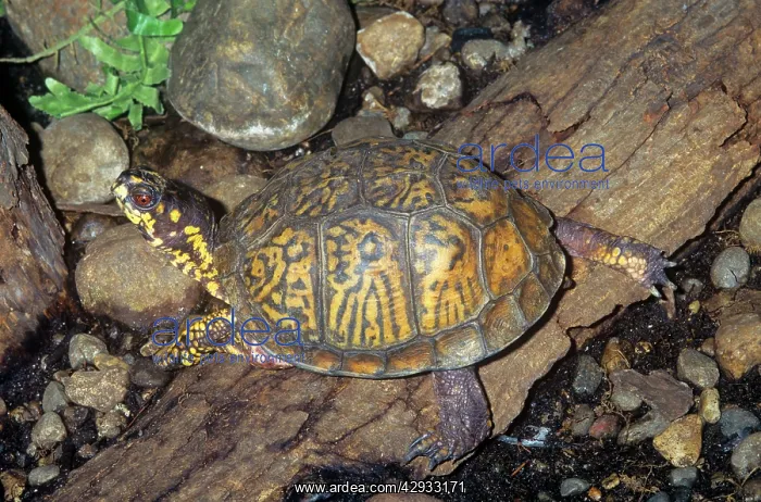 : EASTERN BOX TURTLE : EASTERN BOX TURTLE