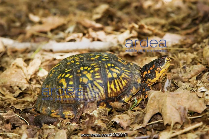 : Eastern Box Turtle : Eastern Box Turtle