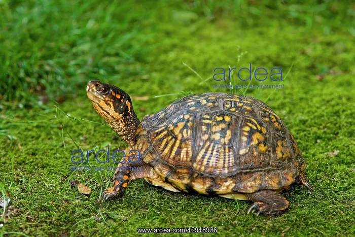 : Eastern Box Turtle : Eastern Box Turtle