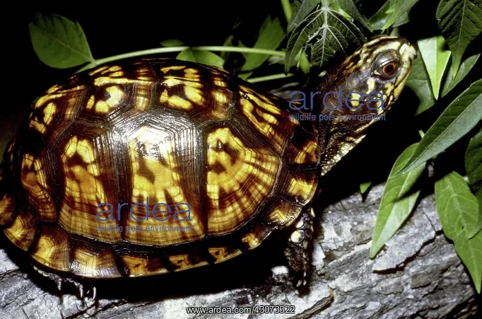 : Eastern Box Turtle : Eastern Box Turtle