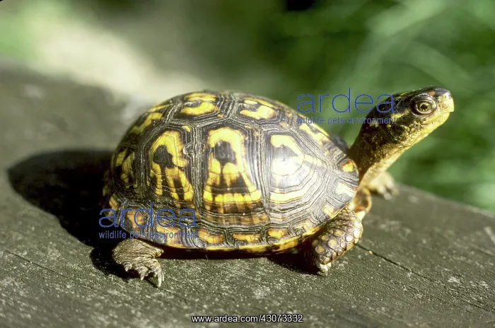 : Eastern Box Turtle : Eastern Box Turtle