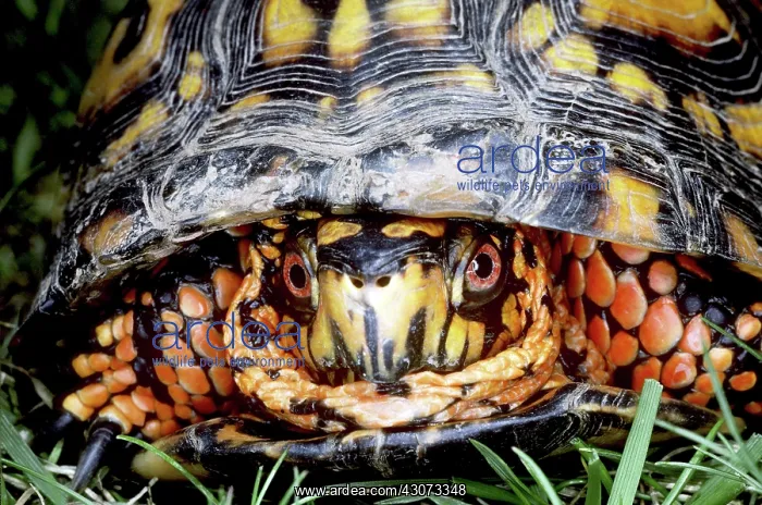 : Eastern Box Turtle : Eastern Box Turtle