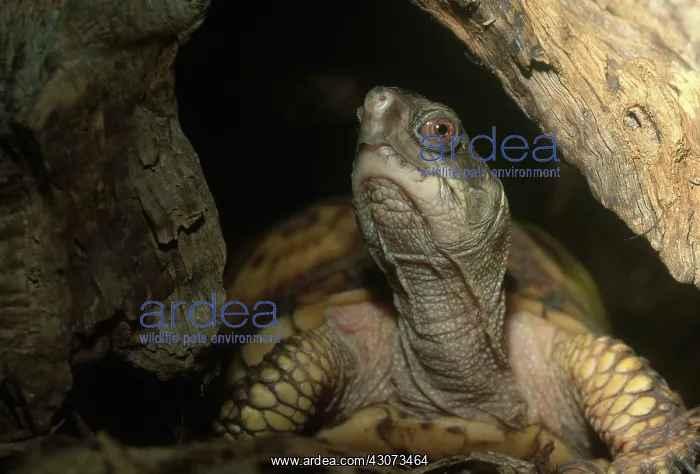 : Eastern Box Turtle : Eastern Box Turtle