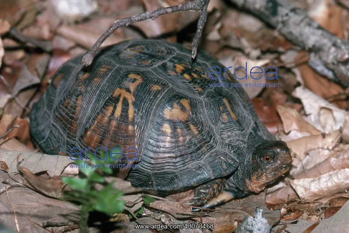: Eastern Box Turtle : Eastern Box Turtle