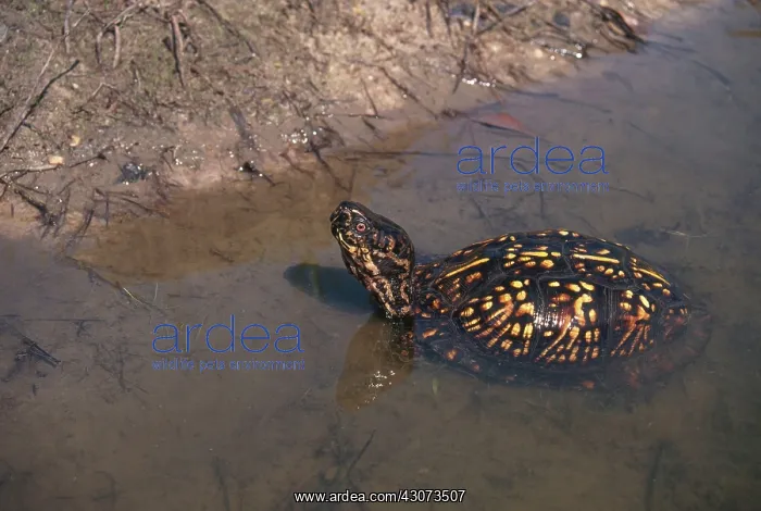 : Eastern Box Turtle : Eastern Box Turtle