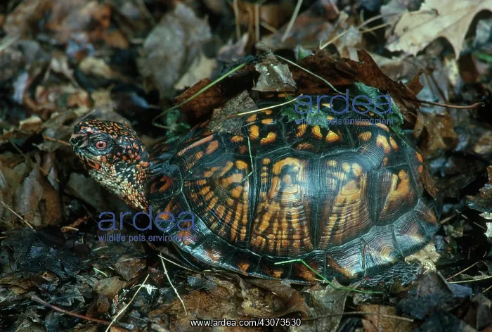 : Eastern Box Turtle : Eastern Box Turtle