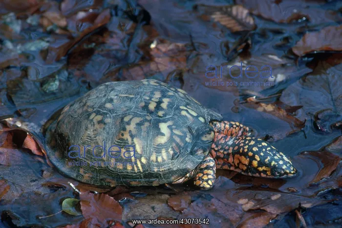 : Eastern Box Turtle : Eastern Box Turtle