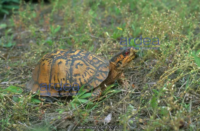 : Eastern Box Turtle : Eastern Box Turtle