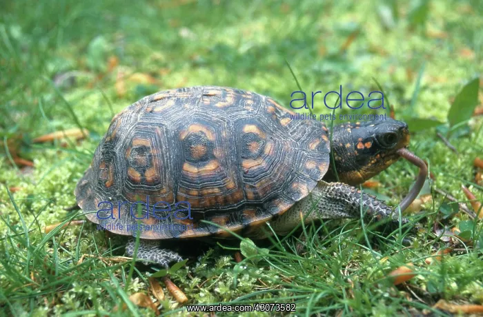 : Eastern Box Turtle : Eastern Box Turtle
