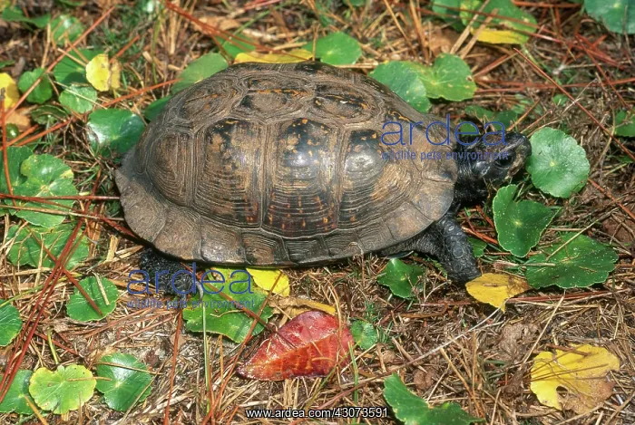 : Eastern Box Turtle : Eastern Box Turtle