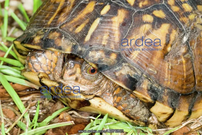 : Eastern Box Turtle : Eastern Box Turtle