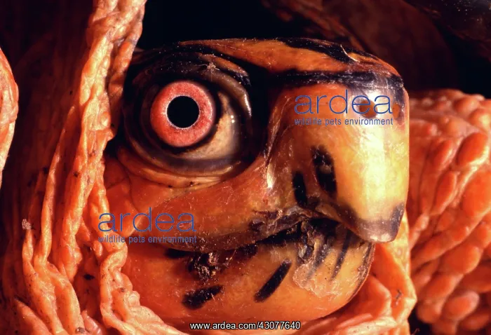 : Eastern Box Turtle : Eastern Box Turtle