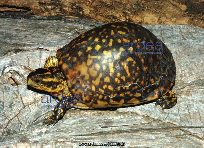 : Eastern Box Turtle : Eastern Box Turtle