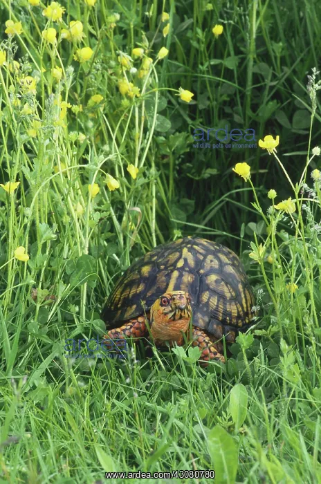 : Eastern Box Turtle : Eastern Box Turtle