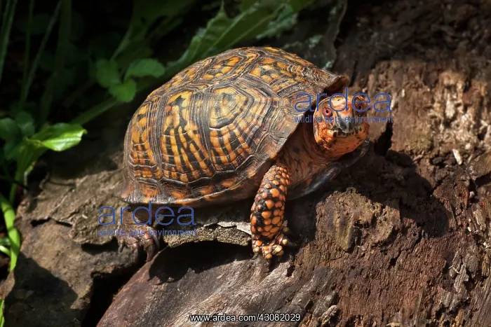 : Eastern Box Turtle : Eastern Box Turtle