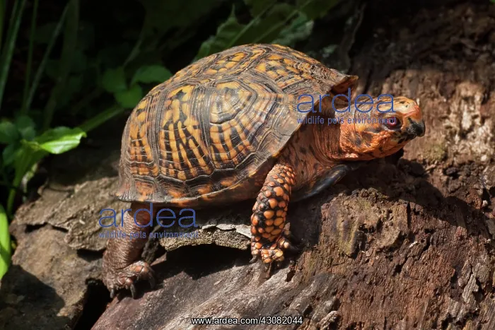 : Eastern Box Turtle : Eastern Box Turtle