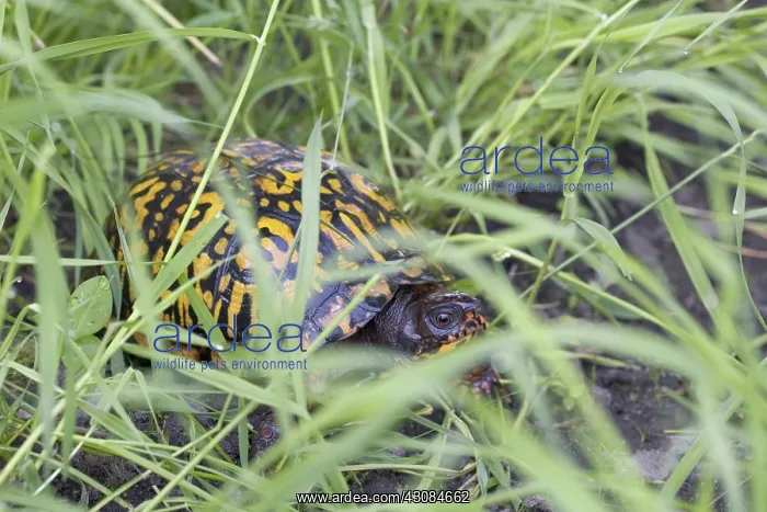 : Eastern Box Turtle : Eastern Box Turtle