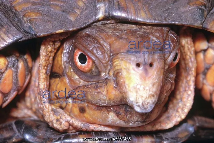 : Eastern Box Turtle : Eastern Box Turtle