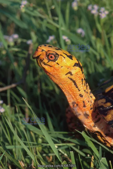 : Eastern Box Turtle : Eastern Box Turtle