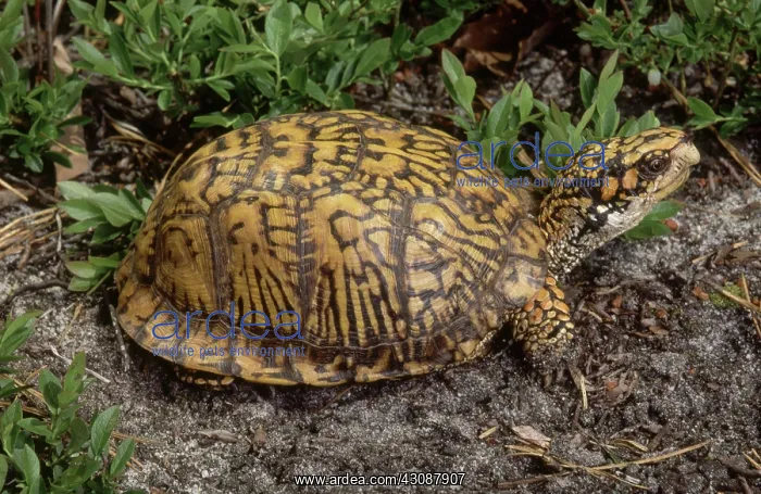 : Eastern Box Turtle : Eastern Box Turtle