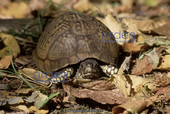 : Eastern Box Turtle : Eastern Box Turtle